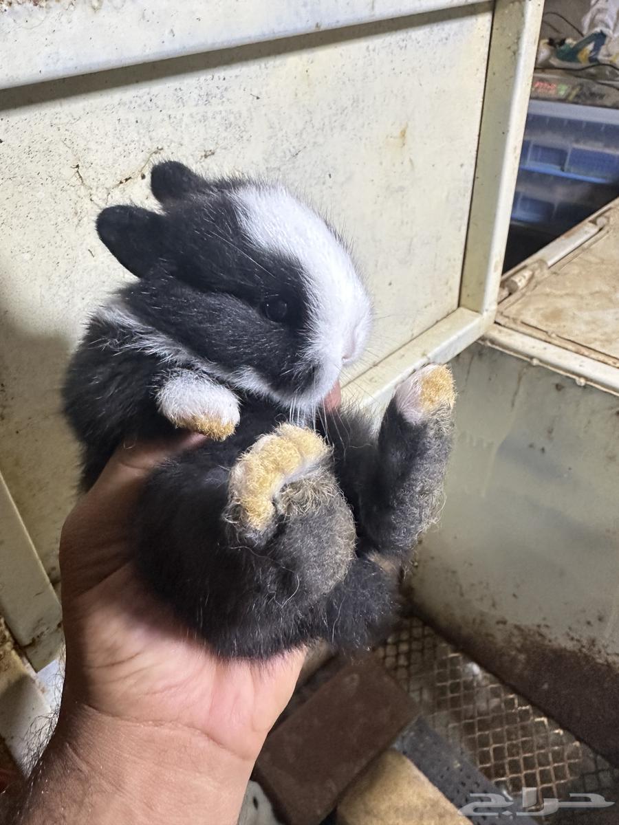 Dwarf Netherland Rabbits64317034376577114