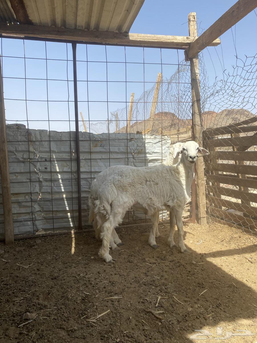 للبيع طلي ورخل64324107468161113