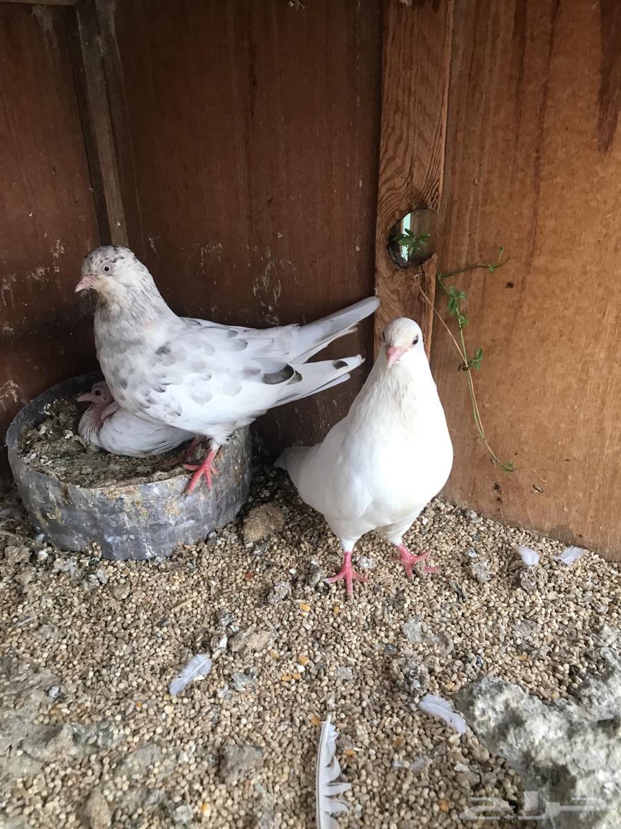 قلاب كوره وايراني عبداني64321106589059111