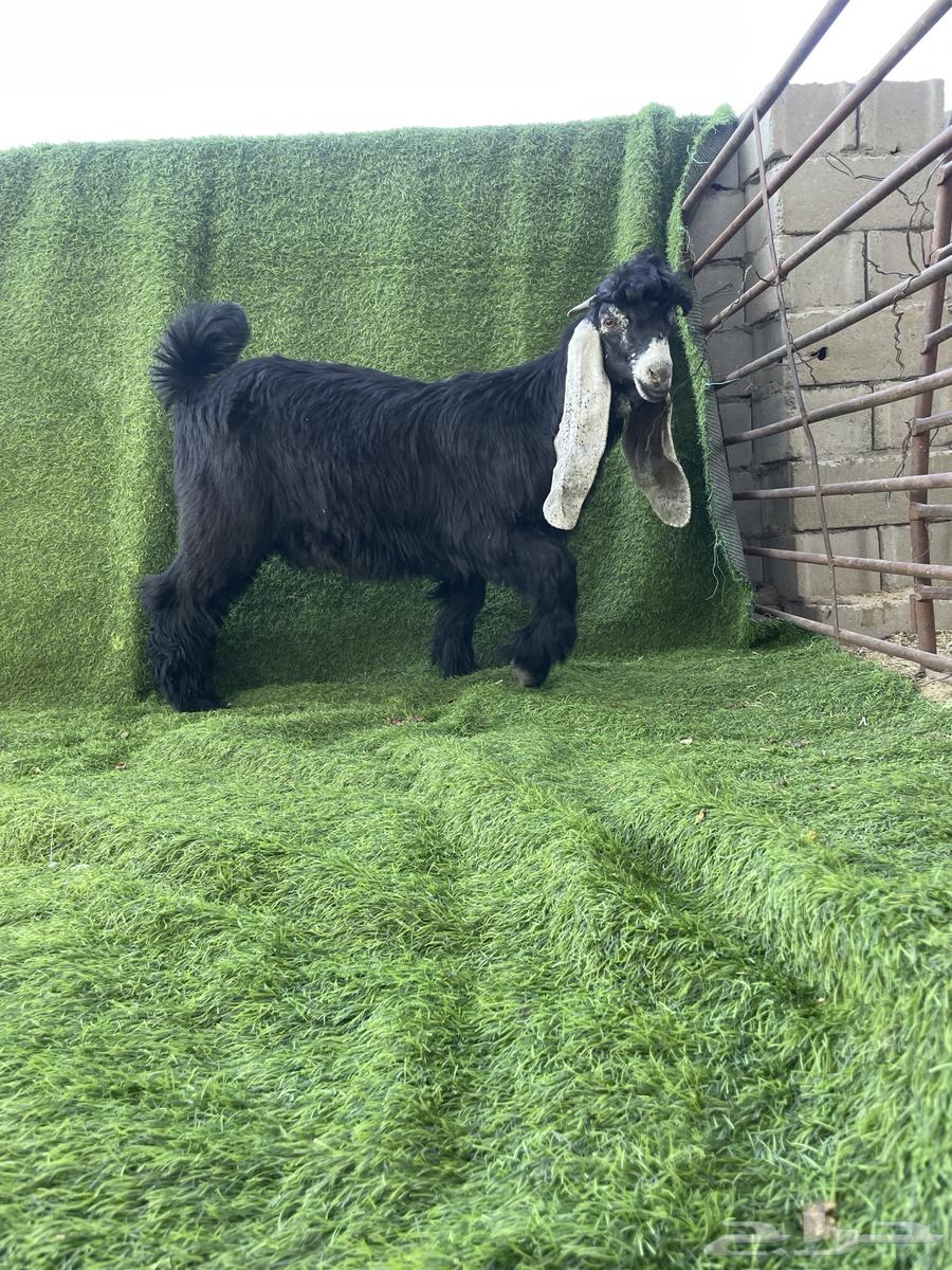 تيس عارضي صنف خصم الخصم64360068777729112