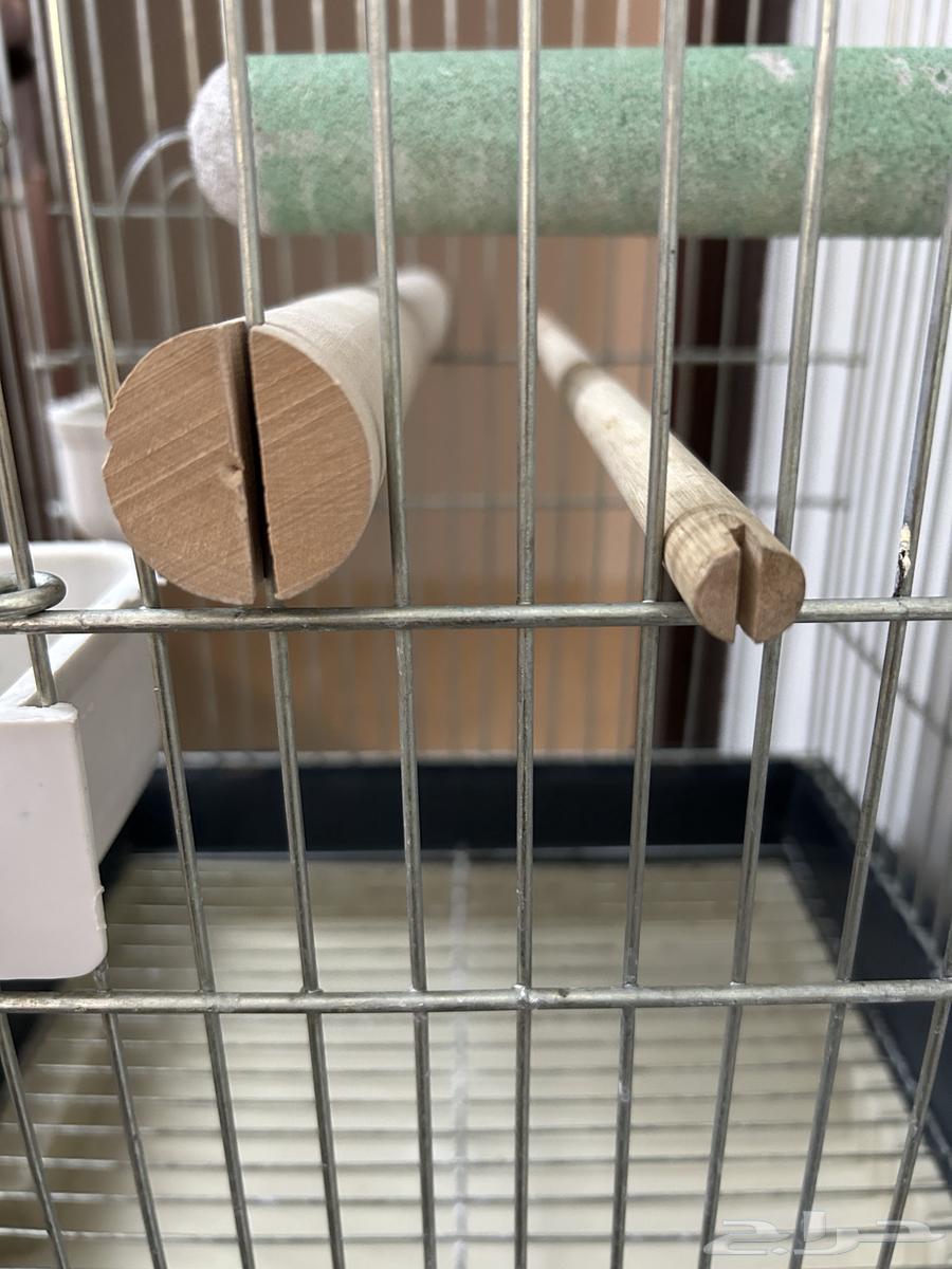 قفص ببغاء كبير64319481135107114