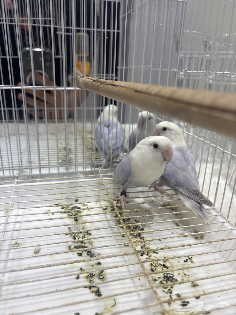 Birds of the Day64323592757507112