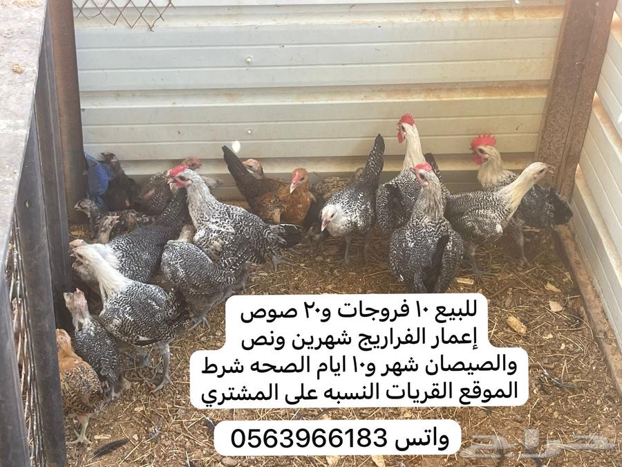 Farafej, chicks, and camera wing64462403470083111