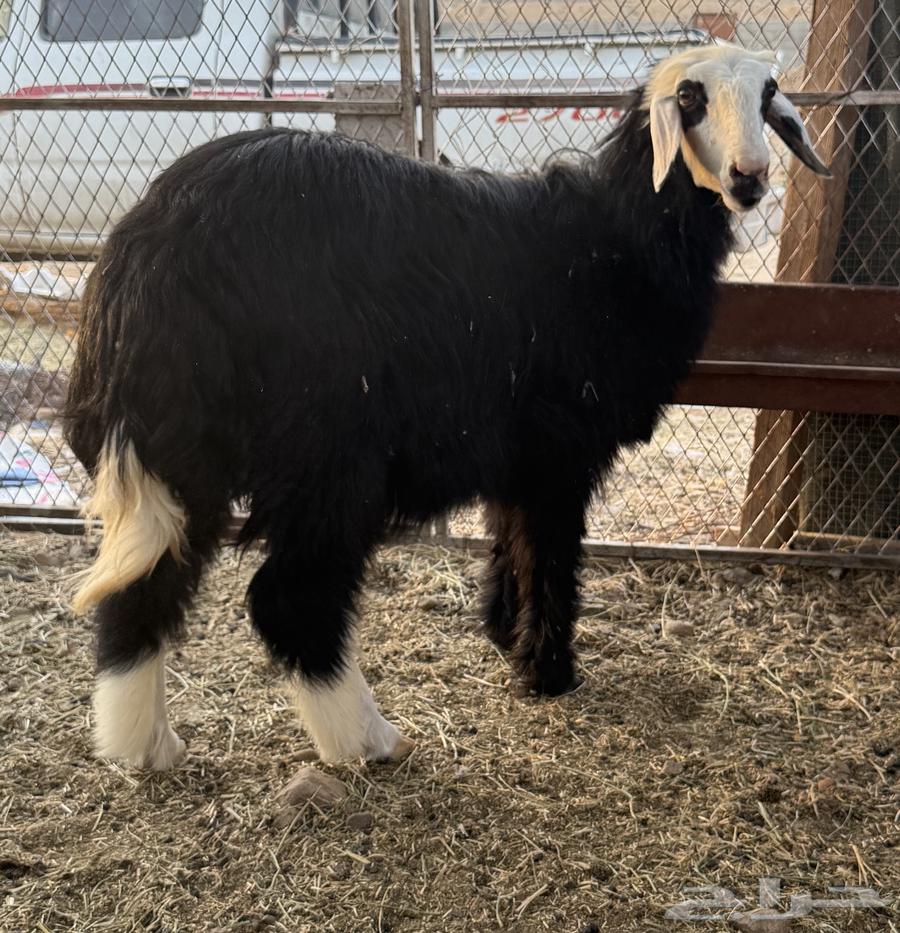 Najdi camel64323774889987112