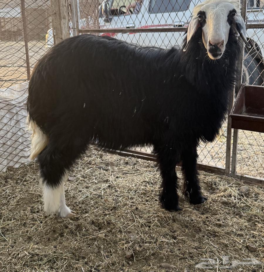 Najdi camel64323774889987110