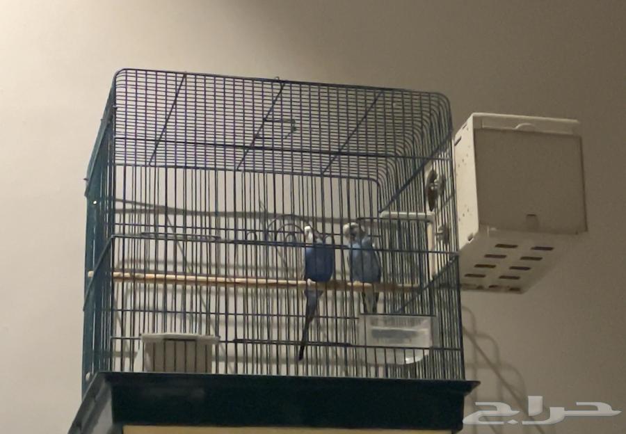 Pair of Badji productive with 3 chicks64315328242817113