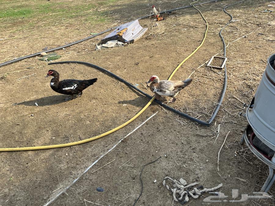 بط للبيع64315460791682110