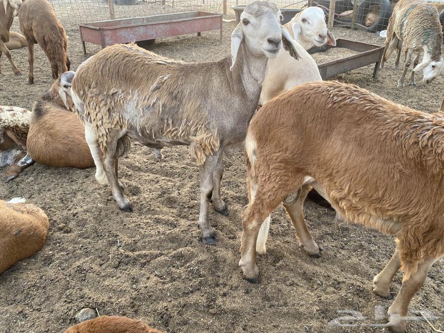 طليان سواكني حمرية مرابي64321845662721111