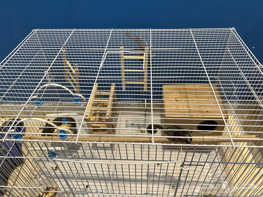 Gliding Squirrel64321304339969114