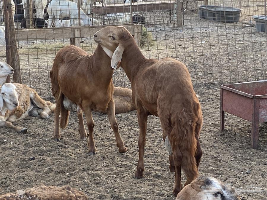 طليان سواكني حمرية مرابي64321845662721110