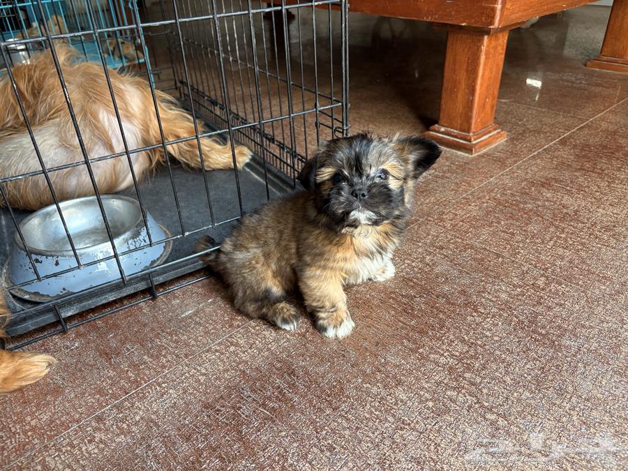 جرو شيتزو (Shih tzu) عمر 3 شهور64319511099522110