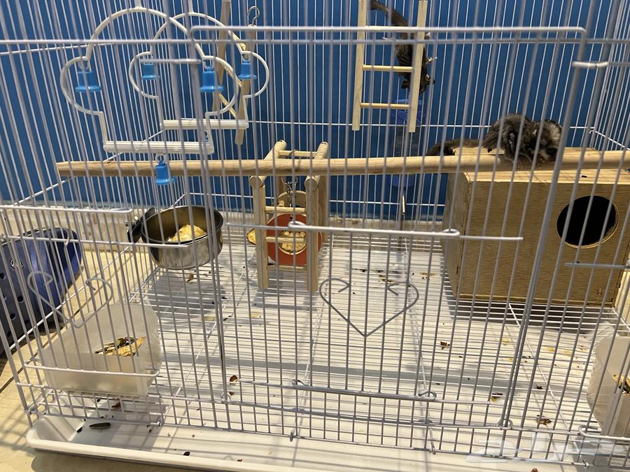 Gliding Squirrel64321304339969110