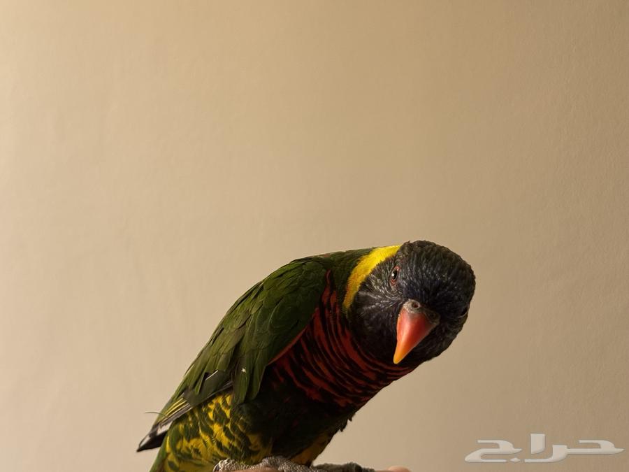 بغباء اللوري64323881094403110