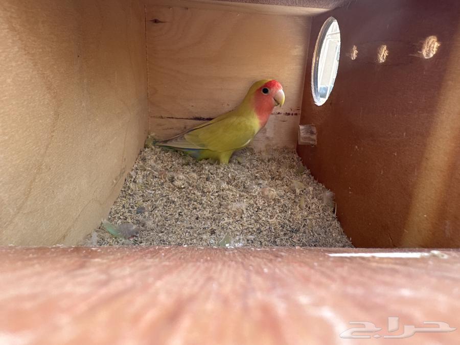 جوز روز للبيع64315033807491111