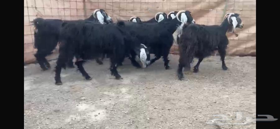 للبيع 7 معزا عوارض طيبه64321651960963110