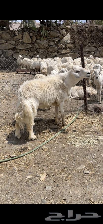 خروف فحل صنف64314634703617113