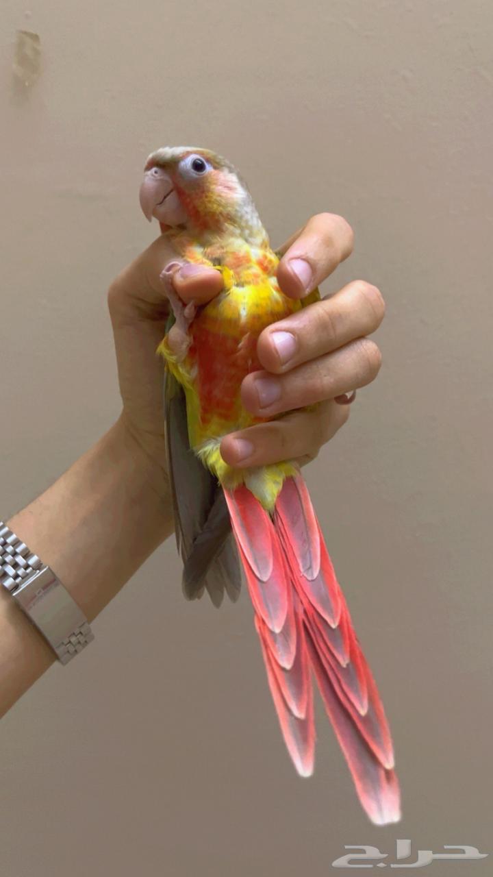 فروخ كنيور64318543672706110