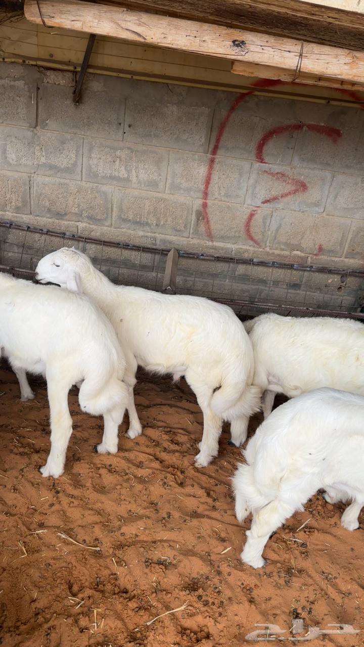 طليان للبيع64319495785475111