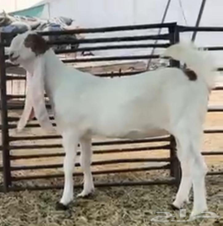 جفرتين خصم الخصم للقنايه واهل الزين64321076466434111