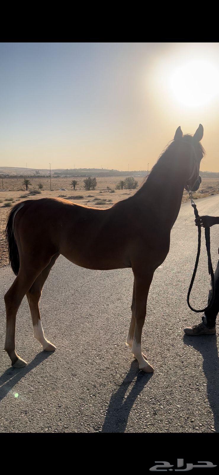 مهر واهو ابن حديدي الشقب64314026560897111