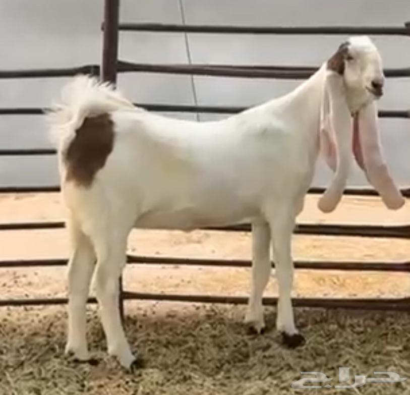 جفرتين خصم الخصم للقنايه واهل الزين64321076466434113