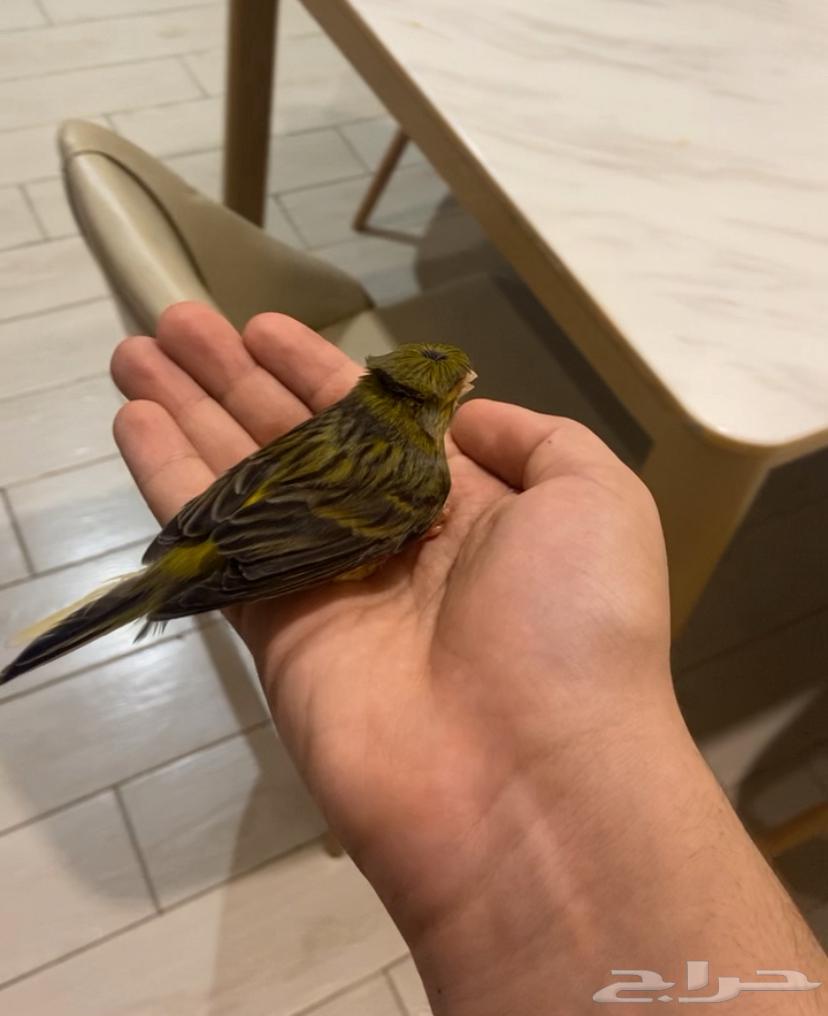 طير كناري اليف ذكر يغرد64319481248641112