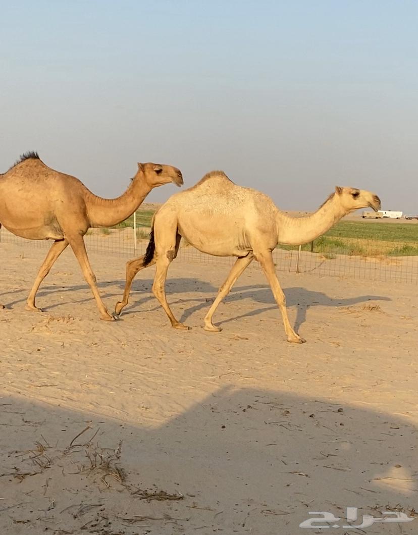 ابكار حمر وشقح كككفو وطيبه للبيع64324259292163114