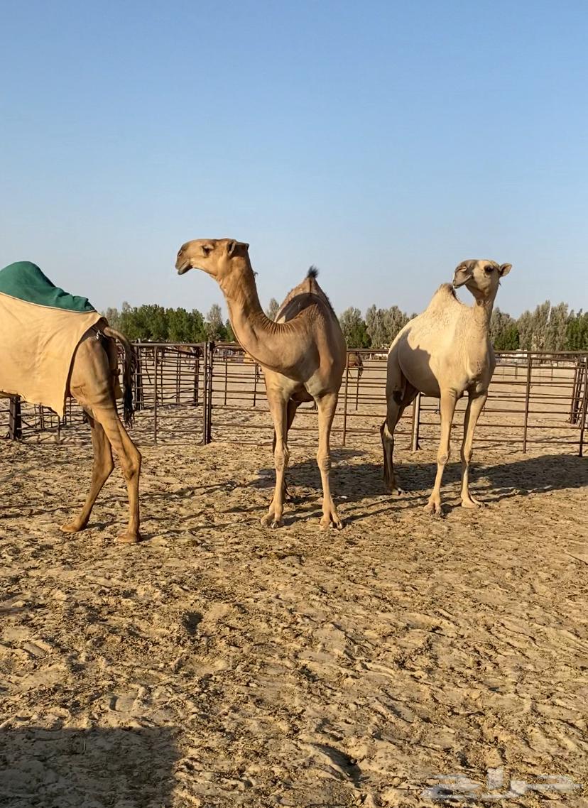 ابكار حمر وشقح كككفو وطيبه للبيع64324259292163111