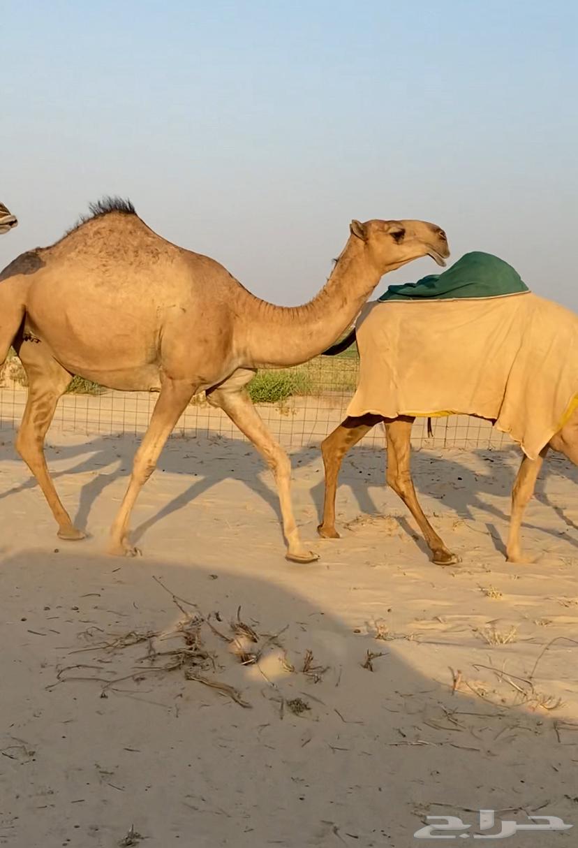 ابكار حمر وشقح كككفو وطيبه للبيع64324259292163113