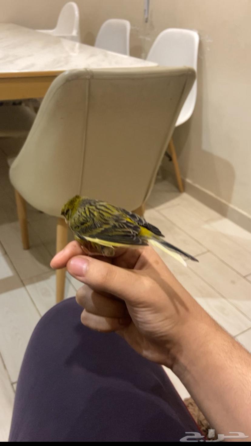 طير كناري اليف ذكر يغرد64319481248641111