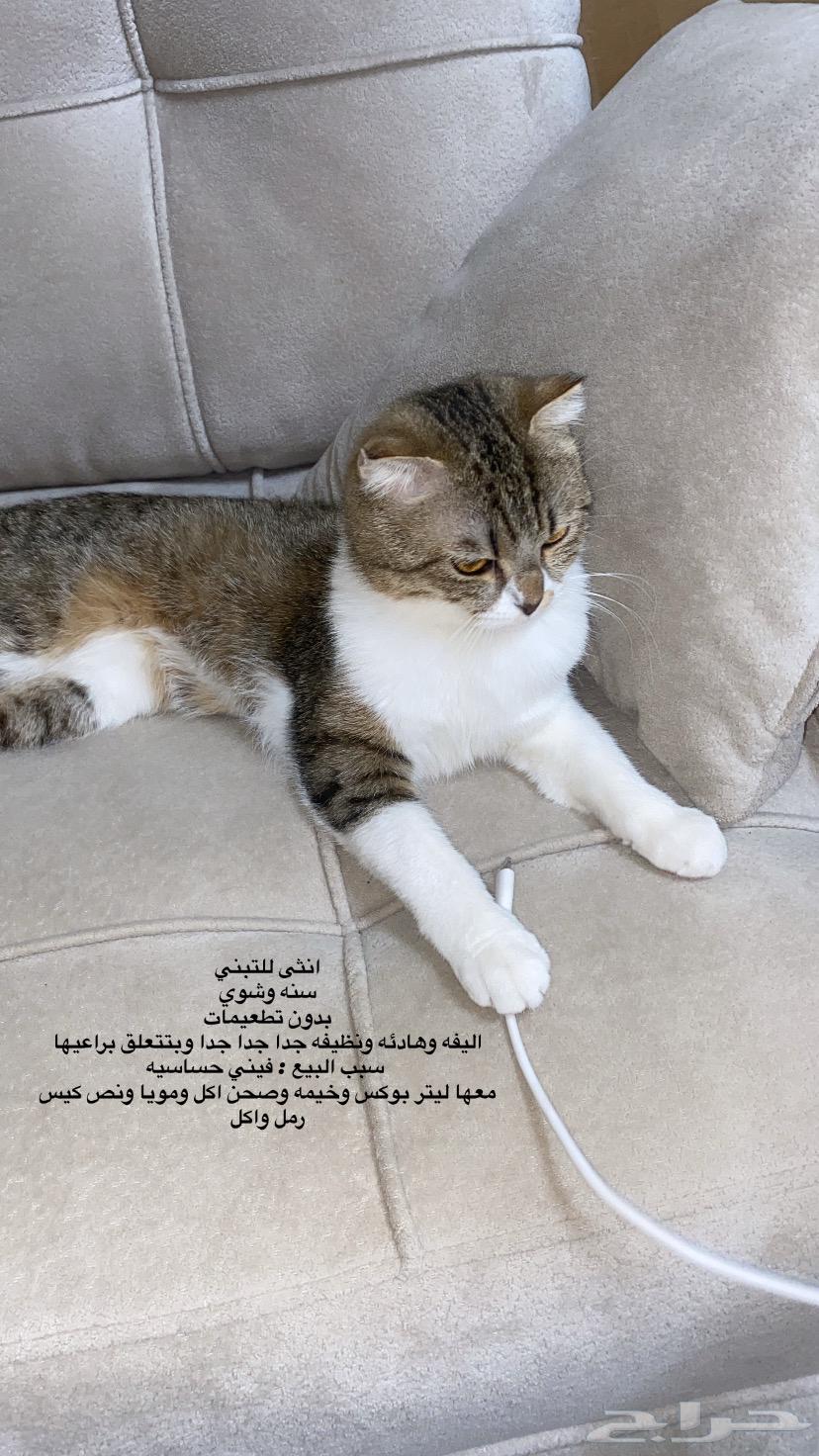 Female cat from Al-Qassim63617017330563111