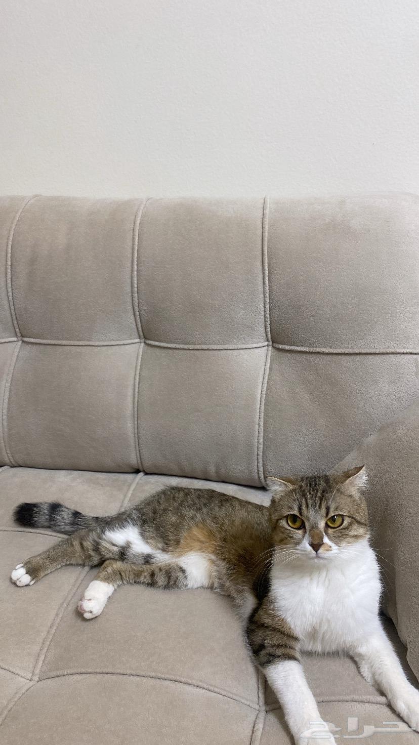 Female cat from Al-Qassim63617017330563110