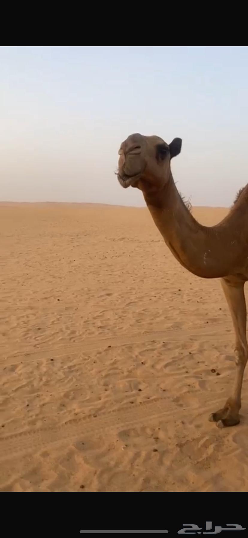 للبيع ناقه ضروبه64320293202305112