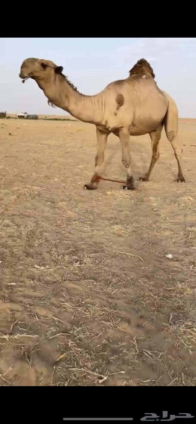 لقحه على بعير كفو64322521658753114