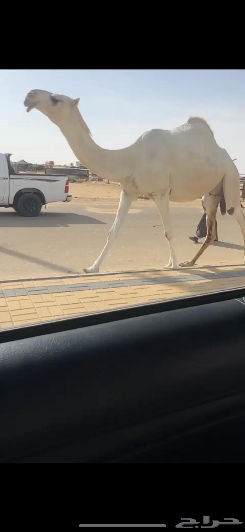 لقحه على بعير كفو64322521658753112