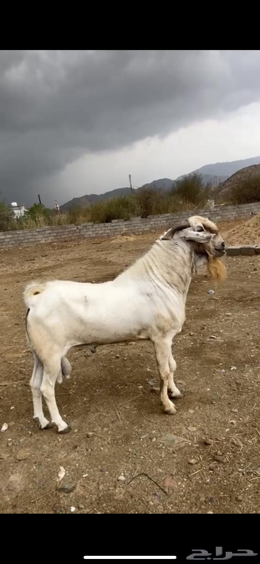 عرض وبيع64316501628929111