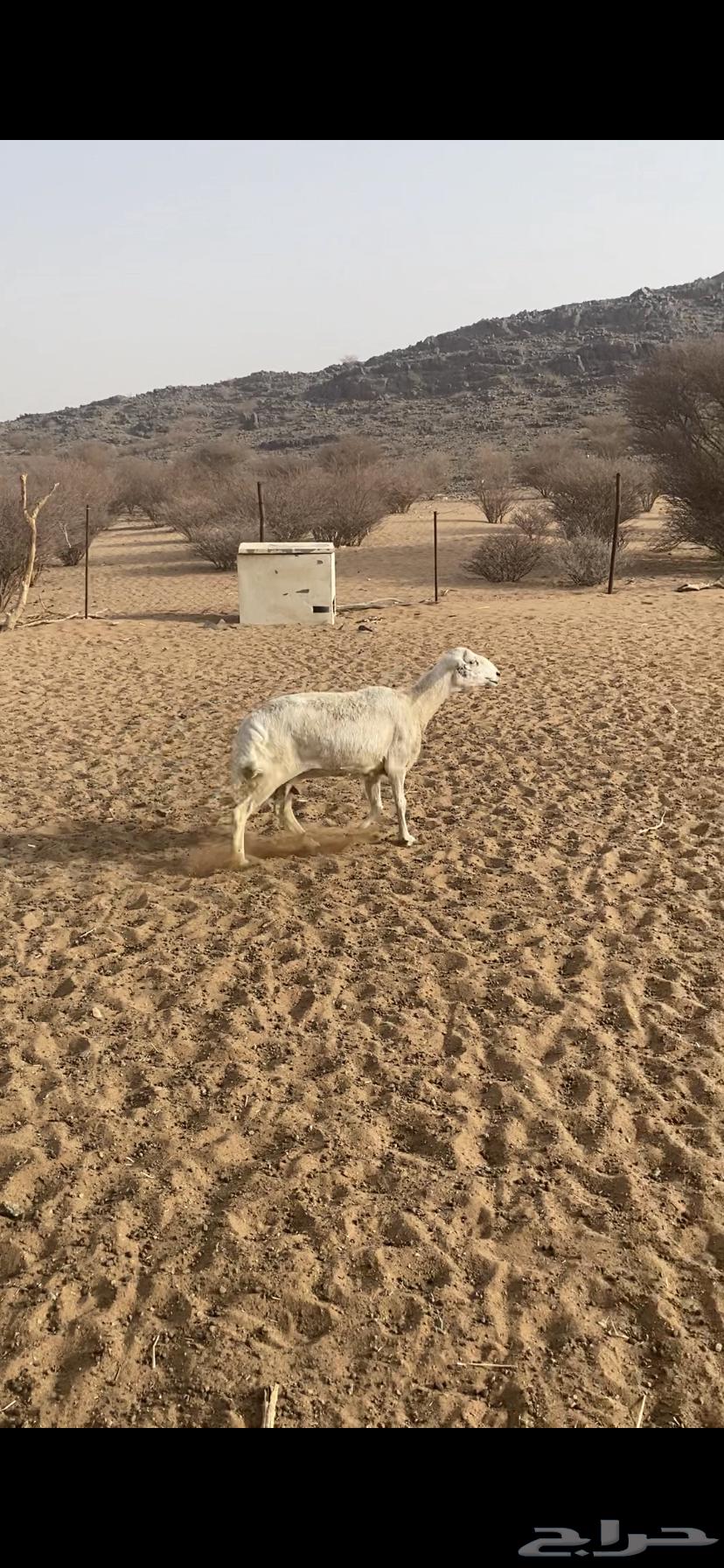 نعجه كبيره سن64316931105409111