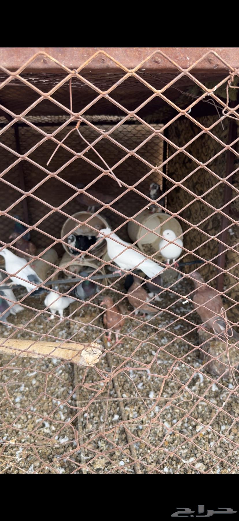للبيع حمام64315091892609111