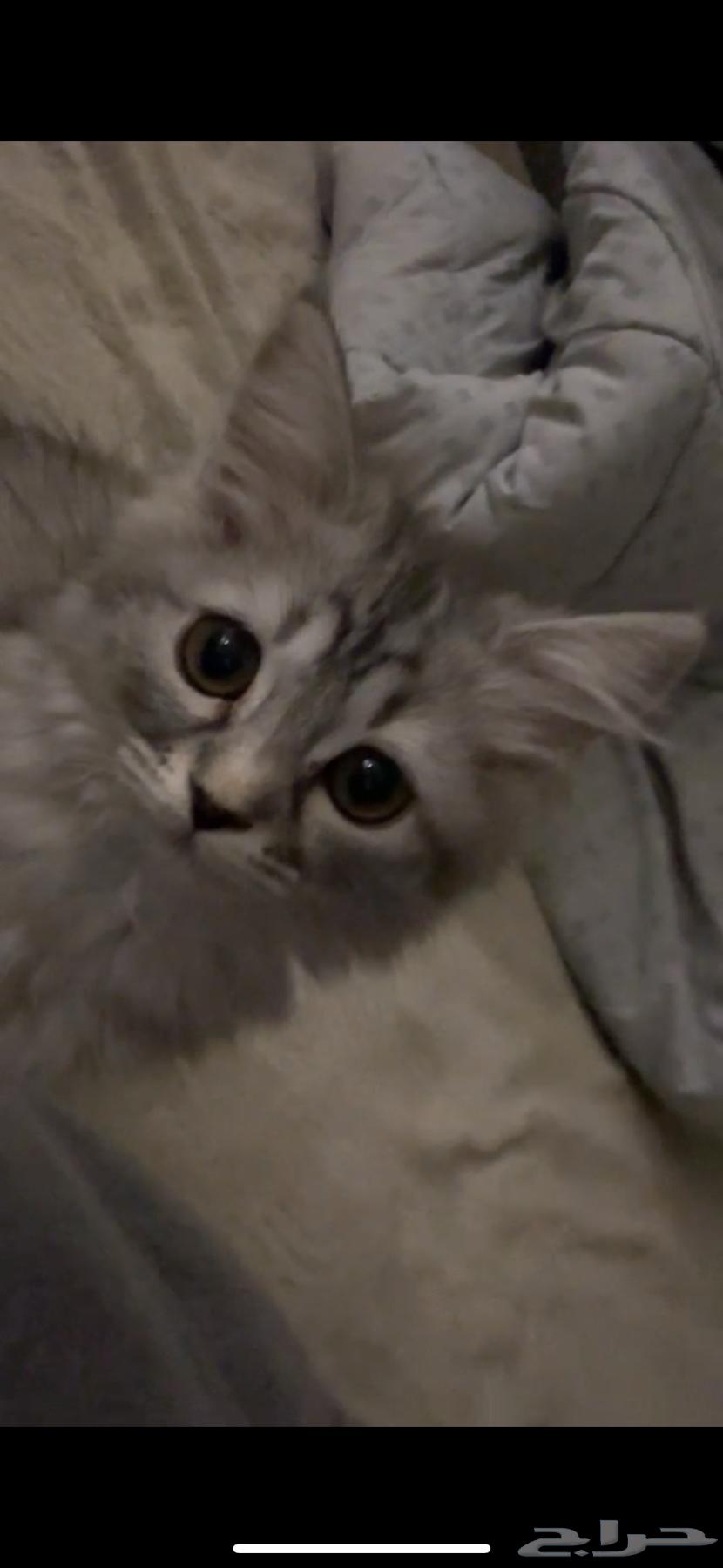 Adopting a cat64324047059971110