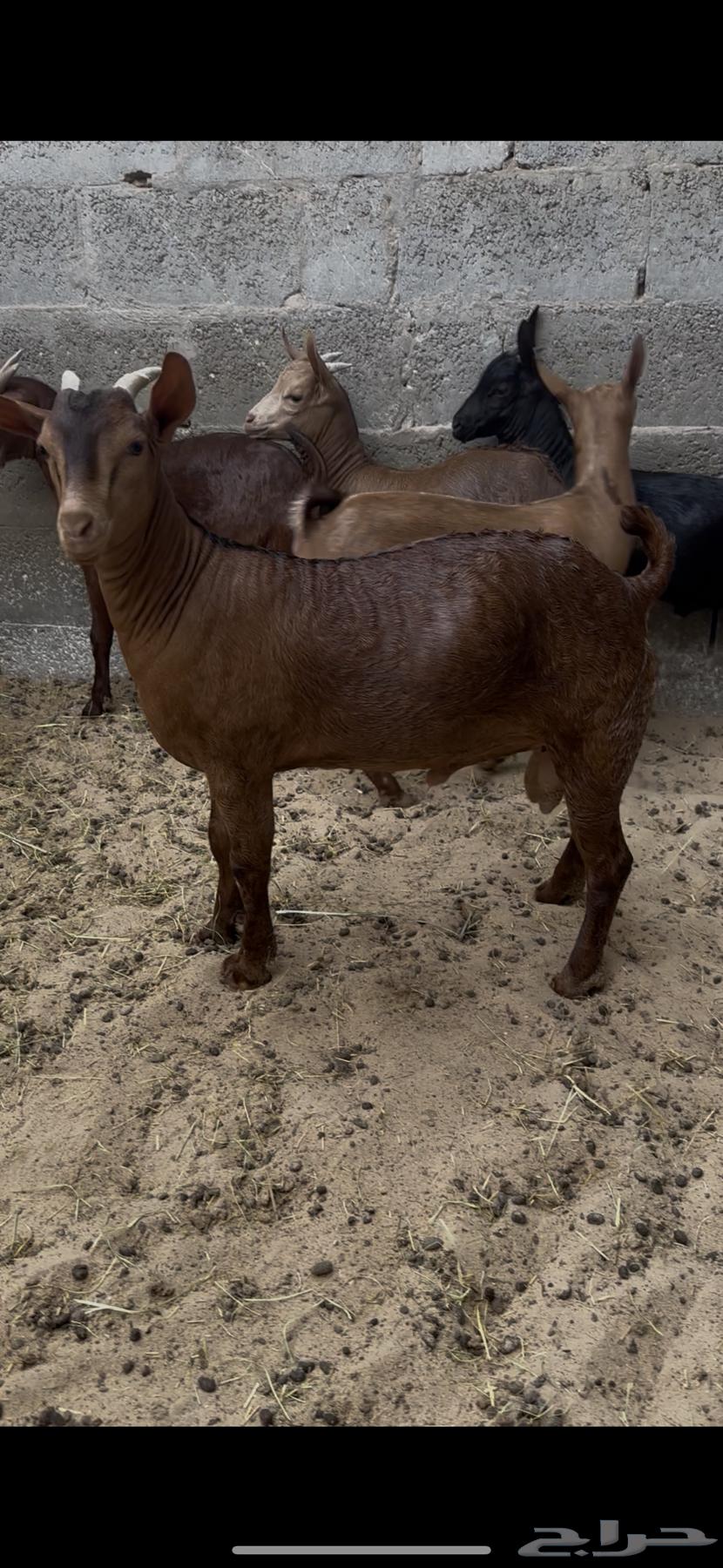 تيوس صلاليه للبيع تم البيع64323668529411114