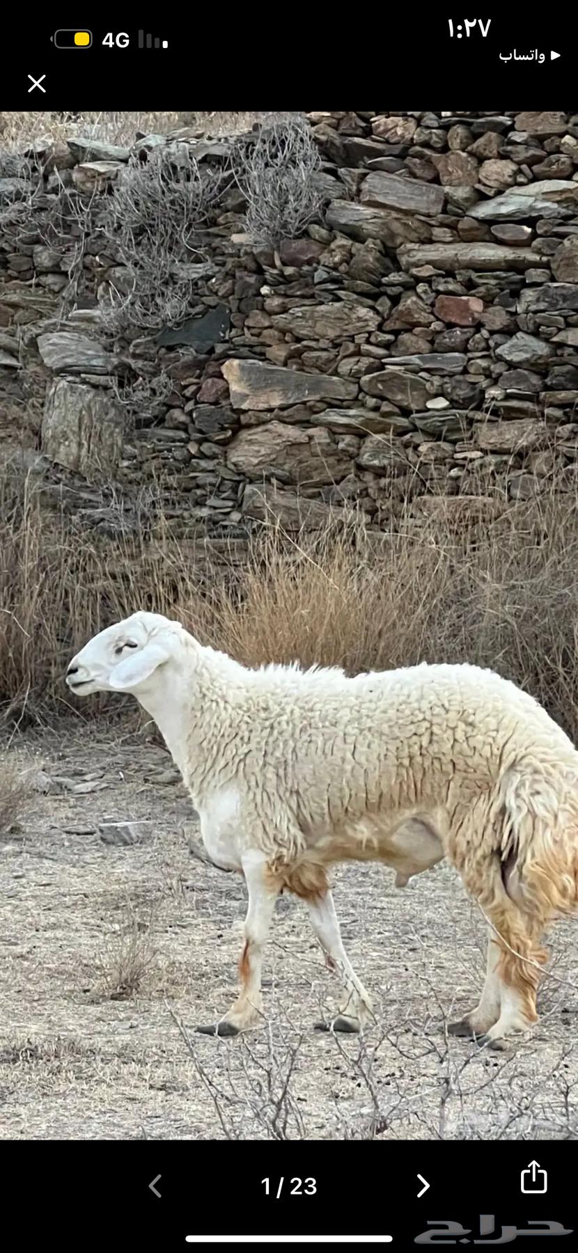 Sheep for sale, Khalafat breed, Daf and Rawiyah condition, all vaccinations provided64315019173635110