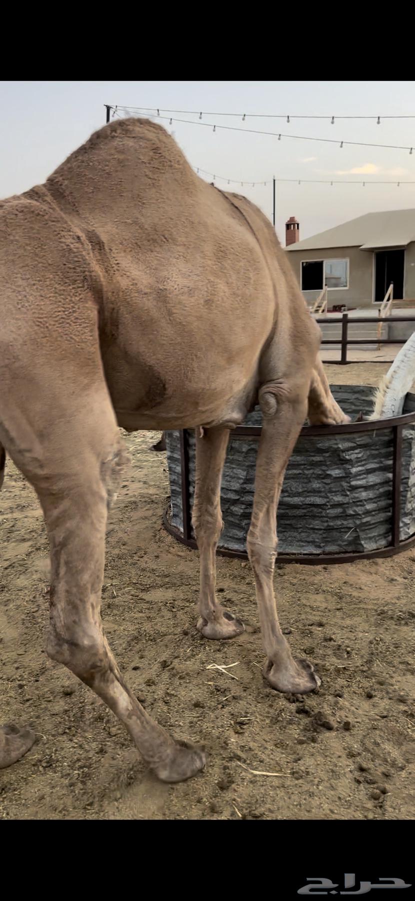 ناقه حايل قصب سمين64318984176642112