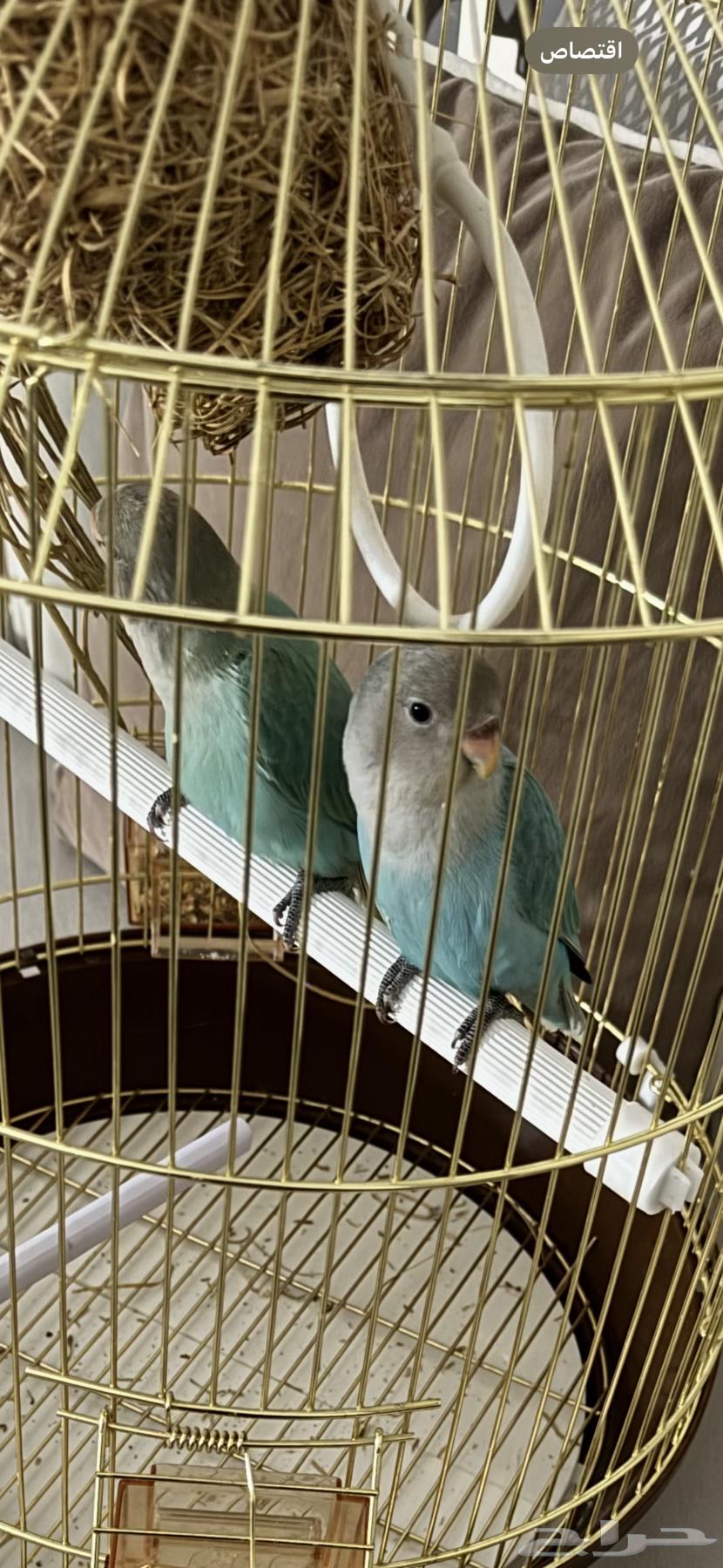 للبيع عصفور روز الببغاء64318025552513110