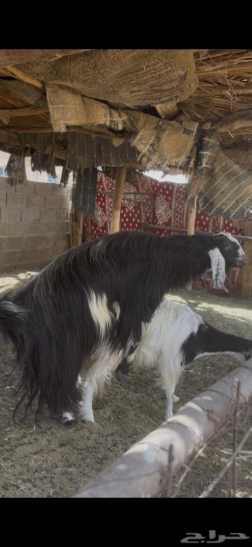 تيس فحل كفو جرم وارتفاع واجم بدون قرون64312492499329110