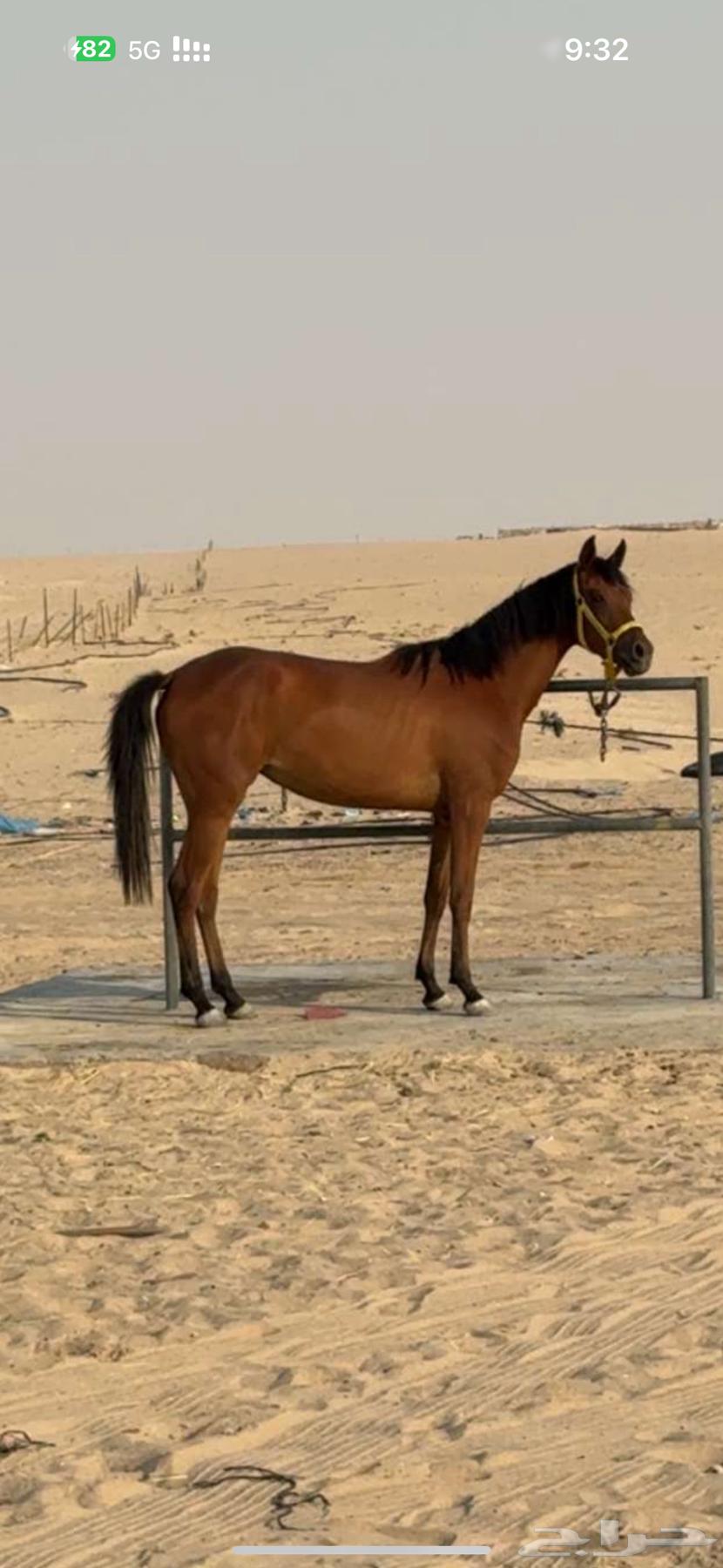 مهره شعبية64319949325057110