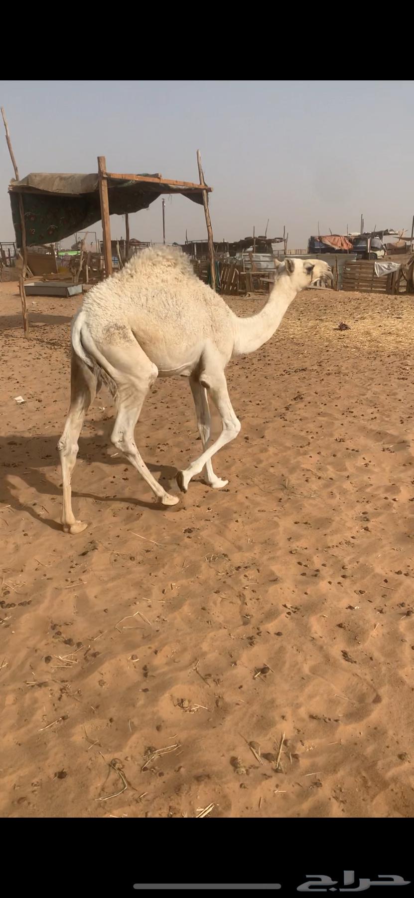 قعود تربيه ولا ذبح سمين64317585948675110