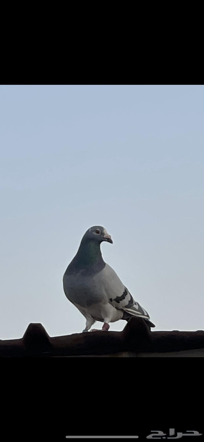 Pigeon Racing Pair64315818373250111
