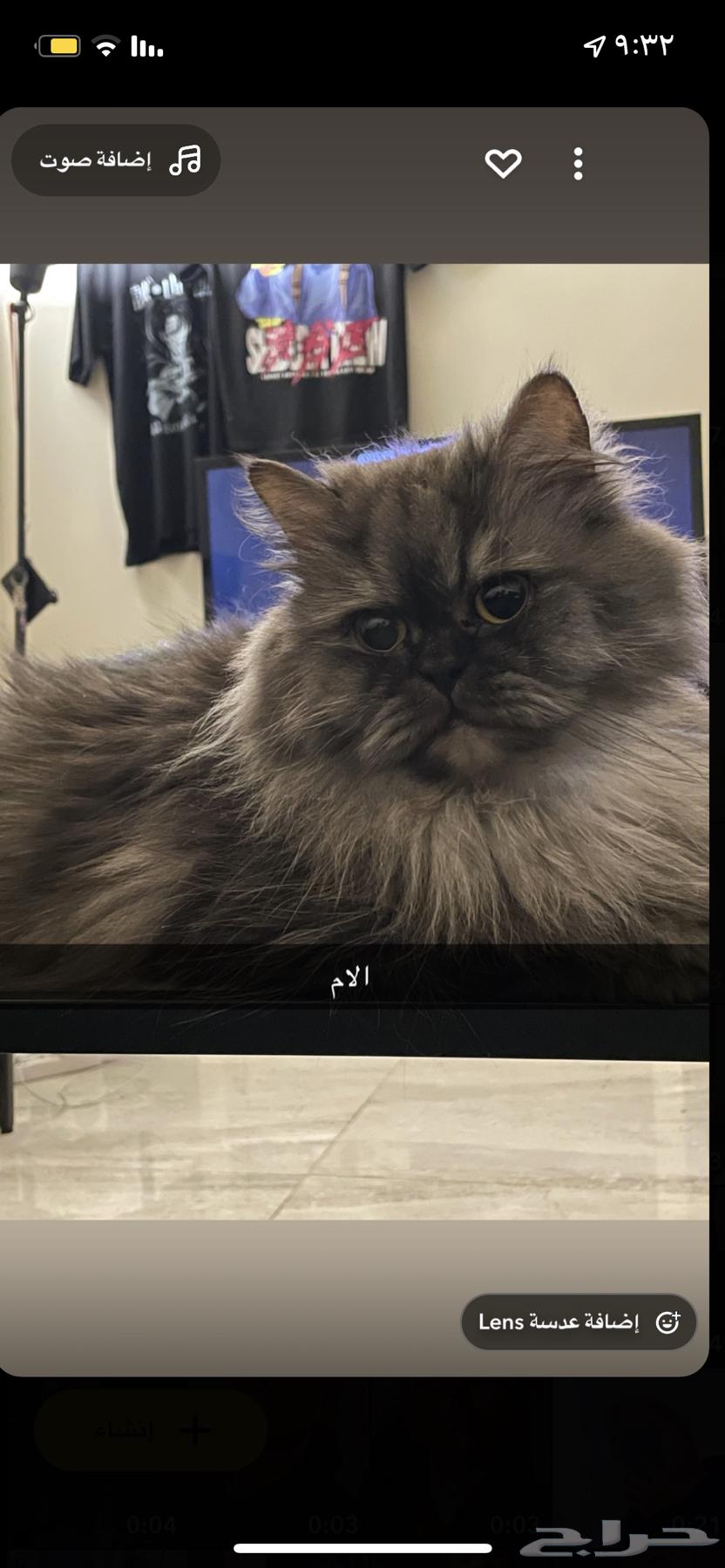 Shirazi Himalayan Cats64097029028483111