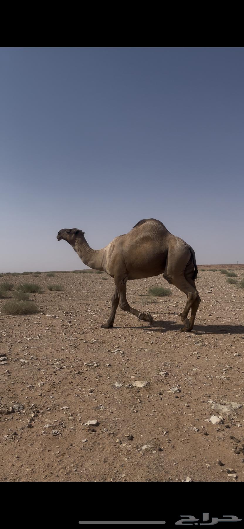 For sale, first mating she-camel of the year64313638610435110