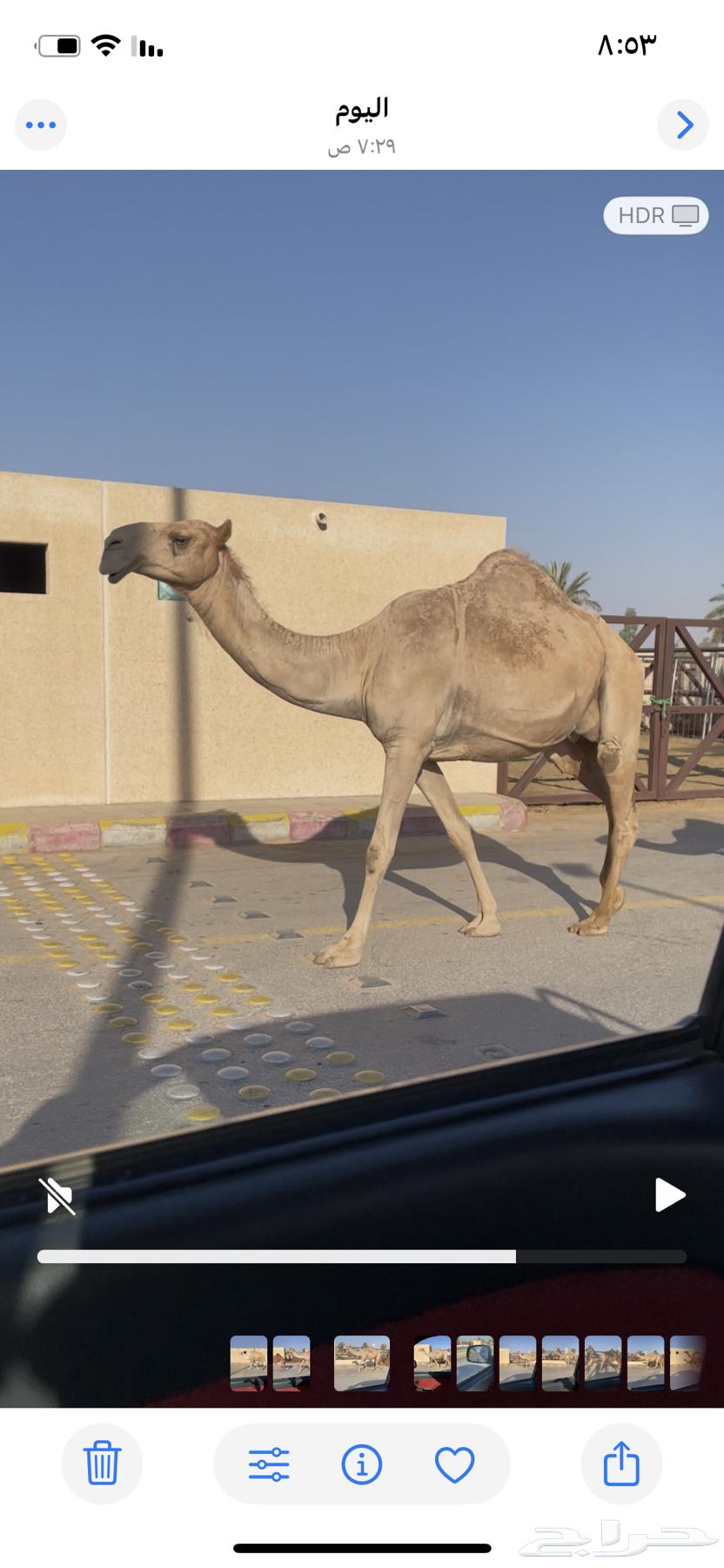 للبيع عشراء كفوو ام ثاني معها بكره صفراء64315578969987110